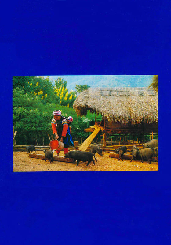 สารานุกรมกลุ่มชาติพันธุ์ในประเทศไทย : ลีซอ